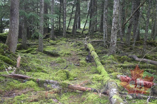 old-growth-alley-forest-floor
