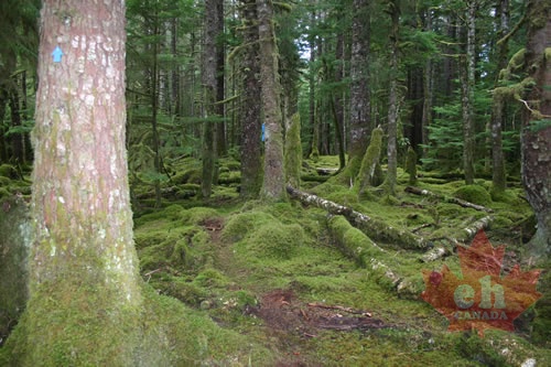 old-growth-alley-markers